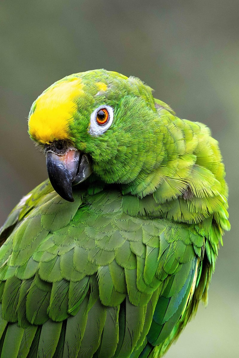 Amazon Rainforest, Brazil